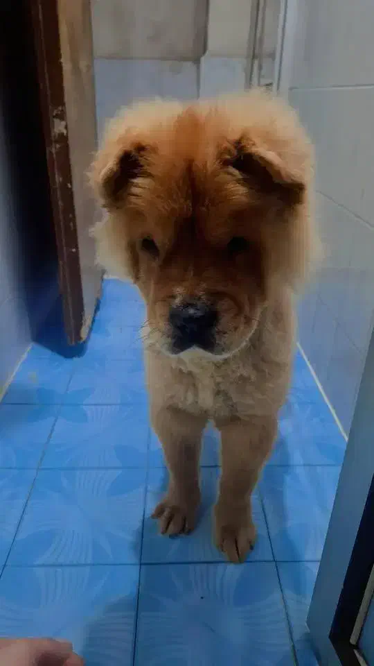 سگ چاوچاو|سگ|قائمشهر, |دیوار