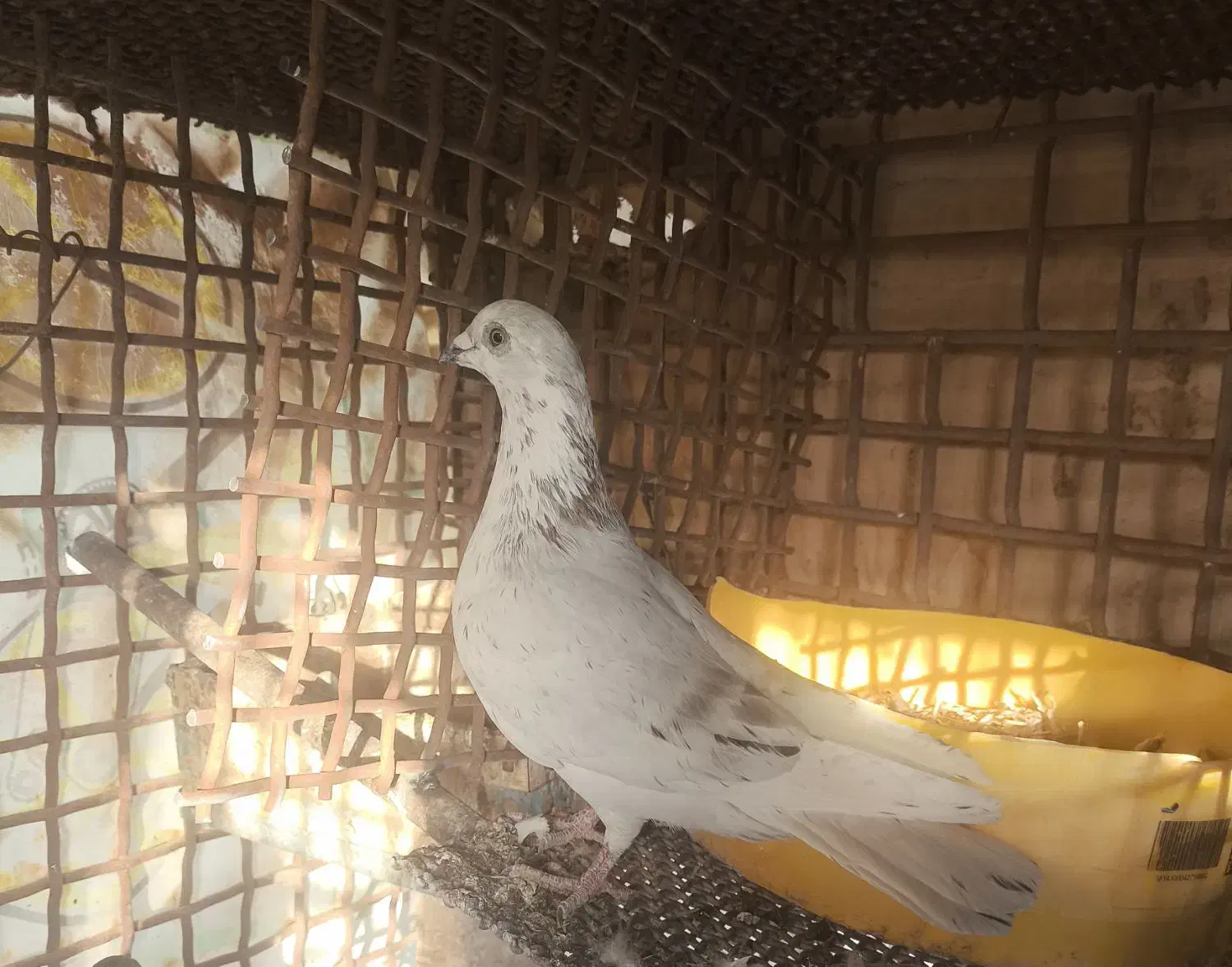 کبوتر|پرنده|اردکان, |دیوار