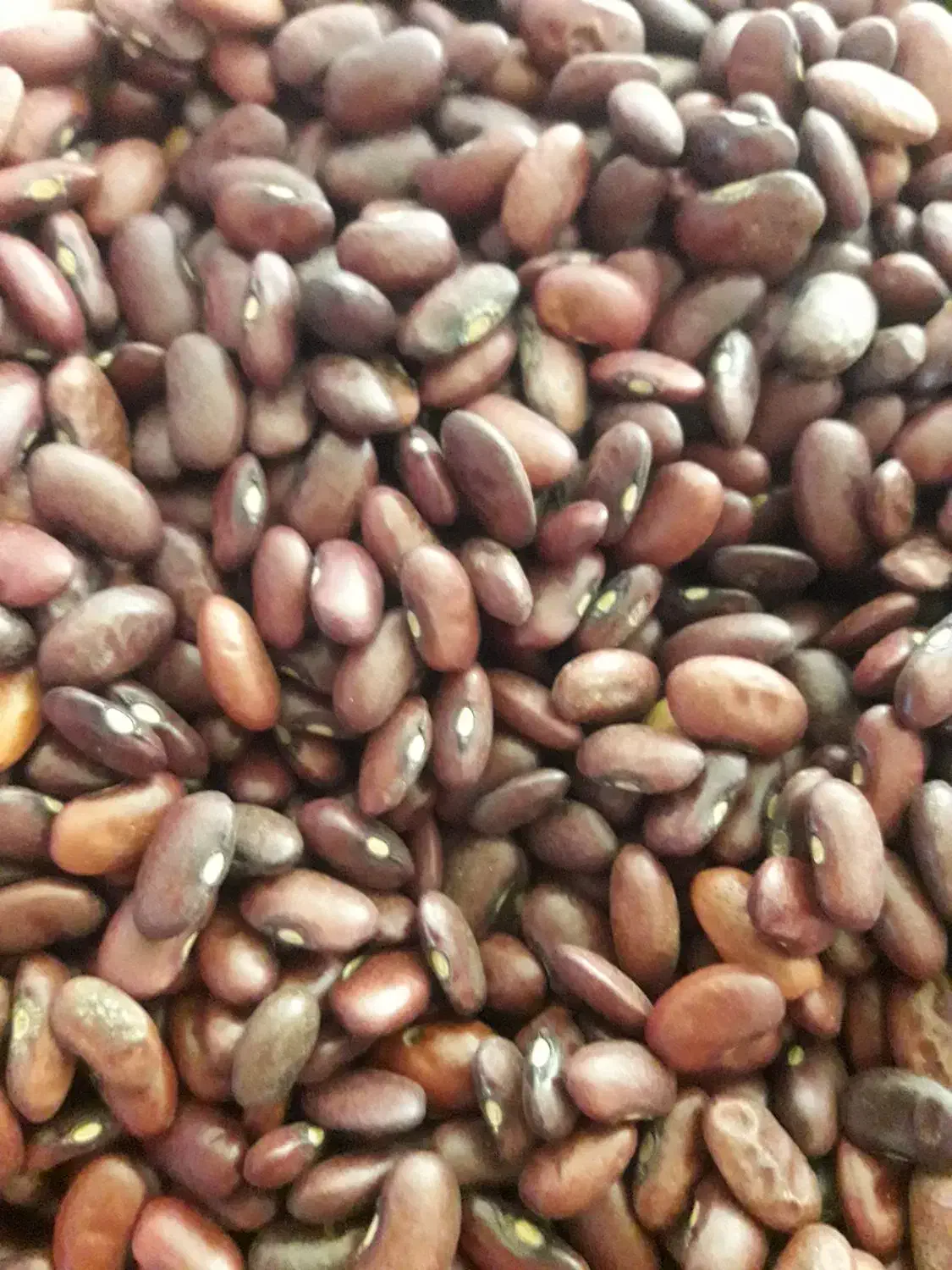 لوبیا|خوردنی و آشامیدنی|بروجرد, |دیوار