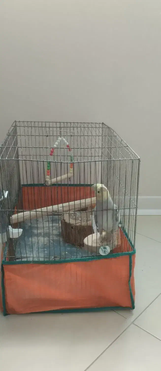 عروس هلندی با قفس|پرنده|رودهن, |دیوار