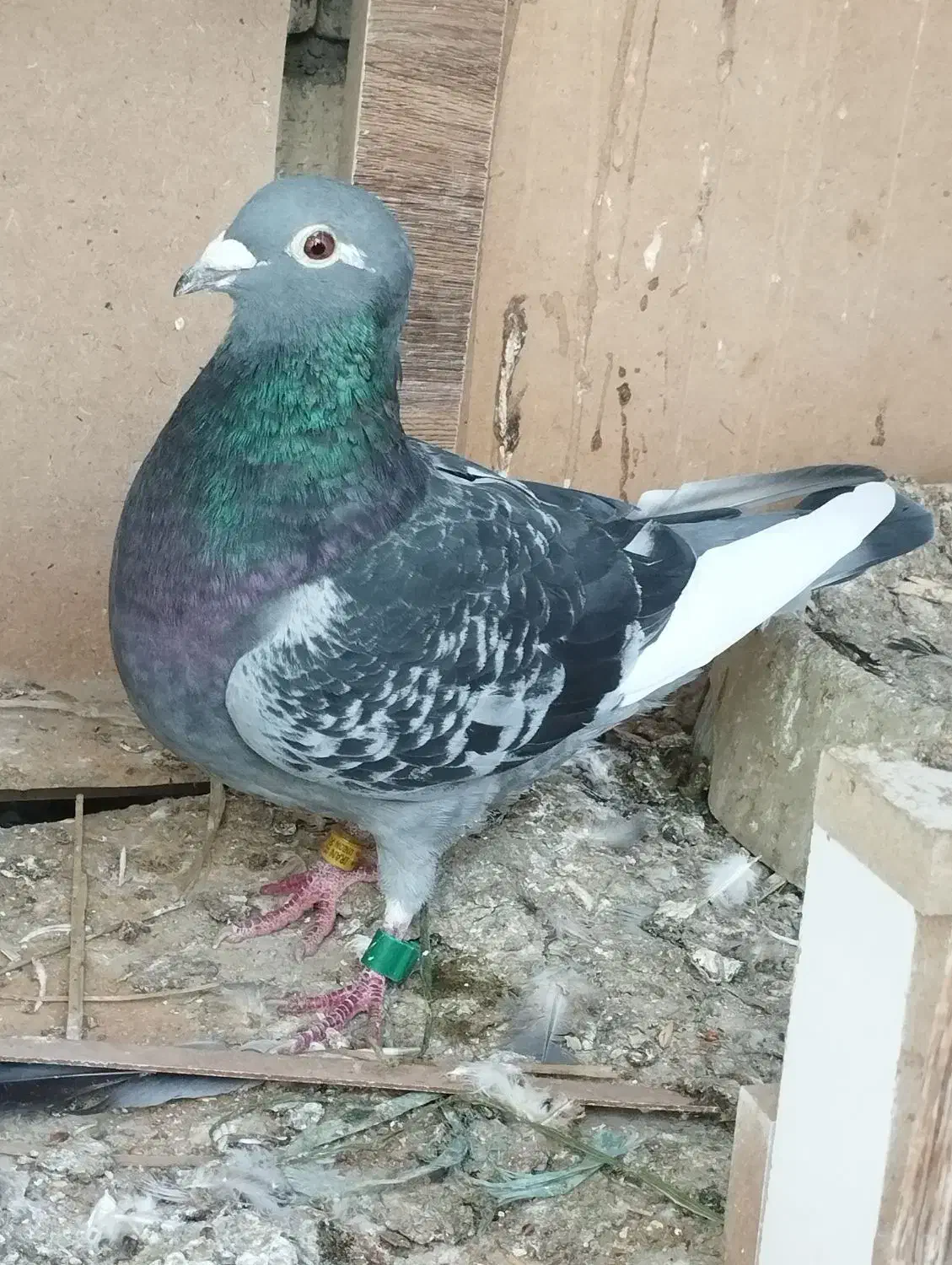 مولد|پرنده|اهواز, شریعتی جنوبی|دیوار