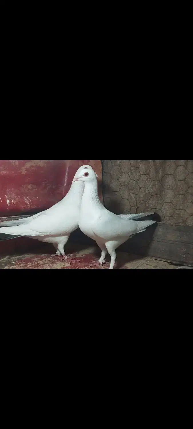 سلام جفت دمدار|پرنده|فردوس (کرمان), |دیوار