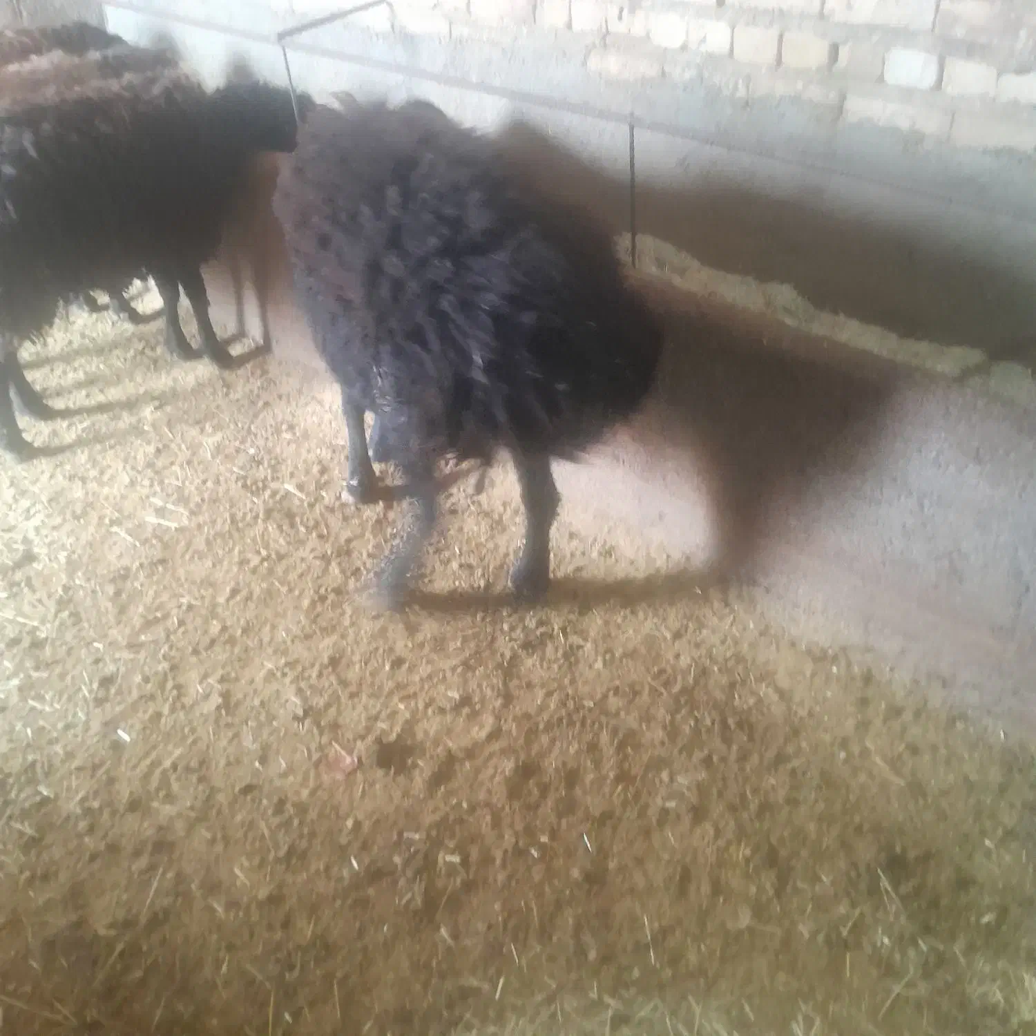 میش جوان|حیوانات مزرعه|بزینه رود, |دیوار