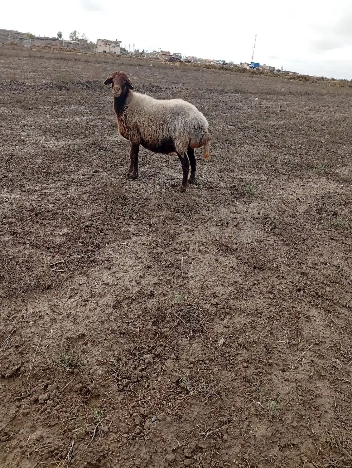 گوسفندافشاری ابستن|حیوانات مزرعه|انبارآلوم, |دیوار