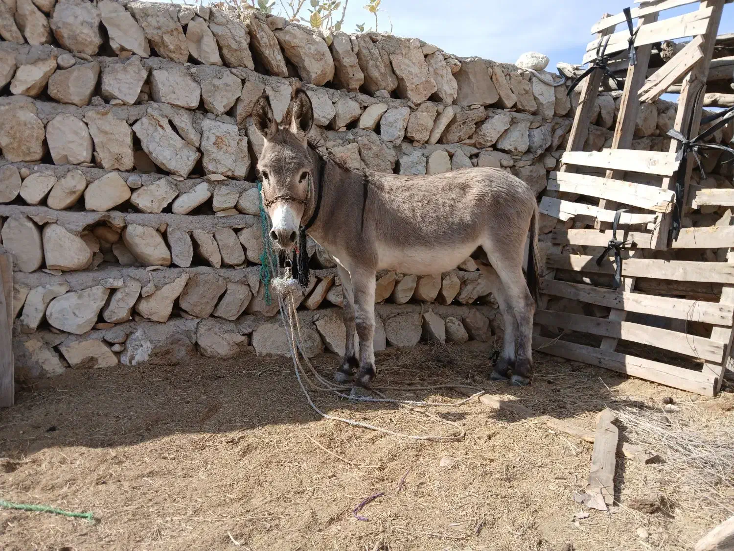 الاغ نر|حیوانات مزرعه|بندرعباس, |دیوار