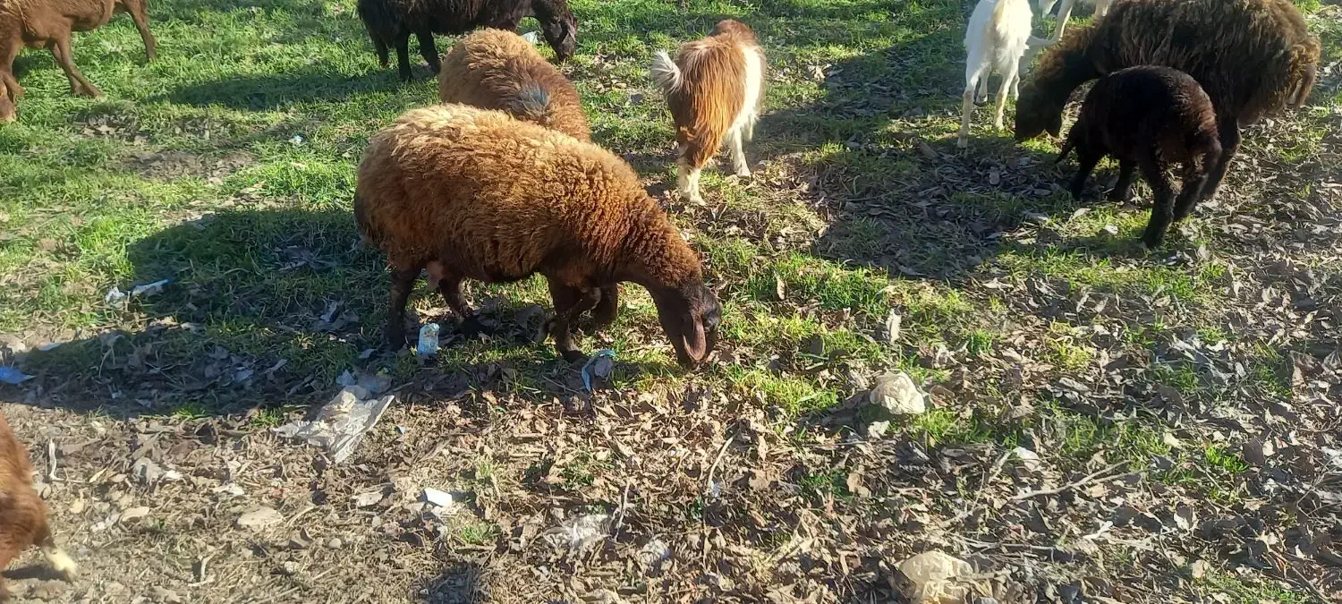 میش|حیوانات مزرعه|طاغنکوه, |دیوار