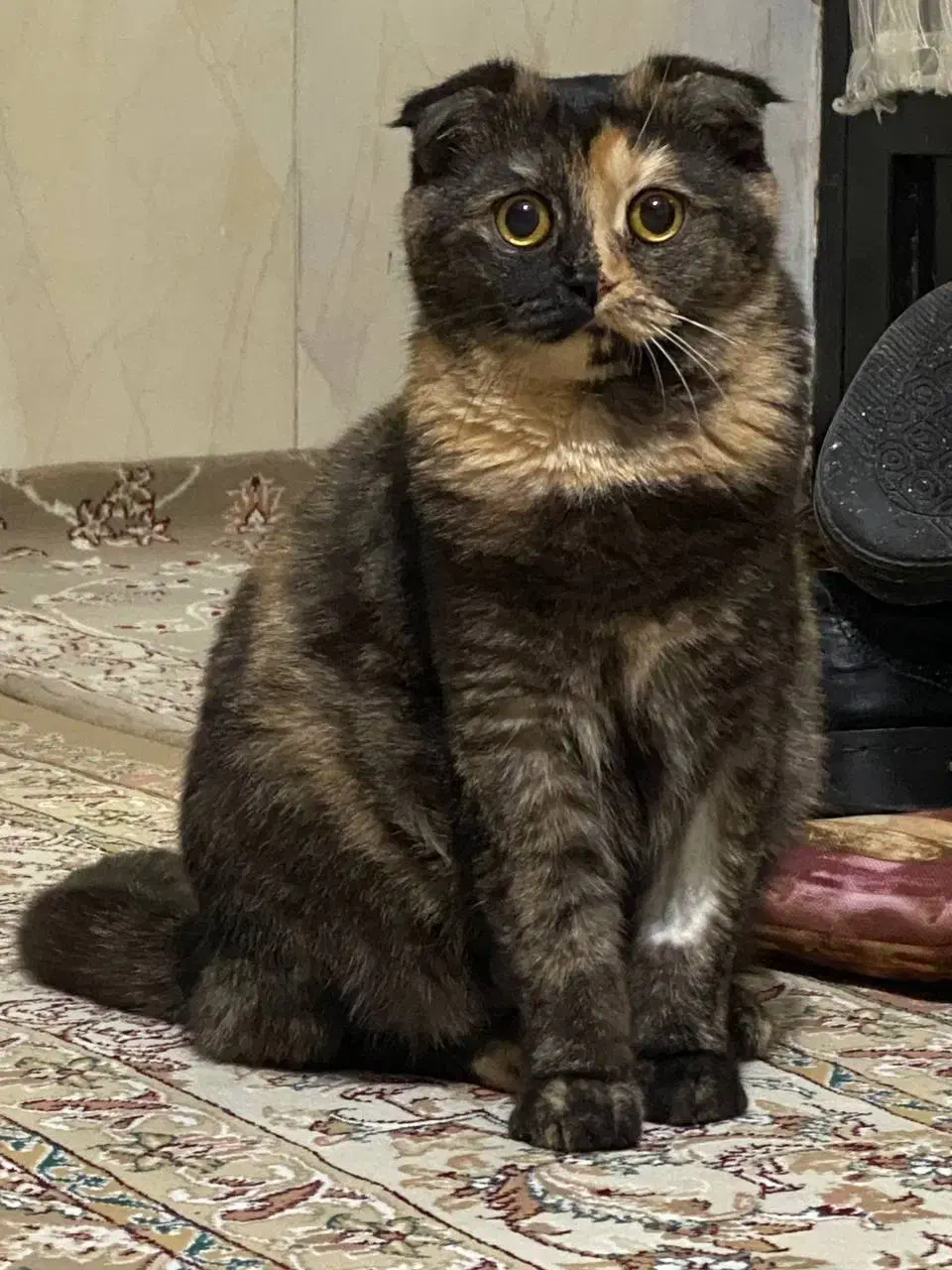 گربه گمشده|حیوانات|بجنورد, |دیوار