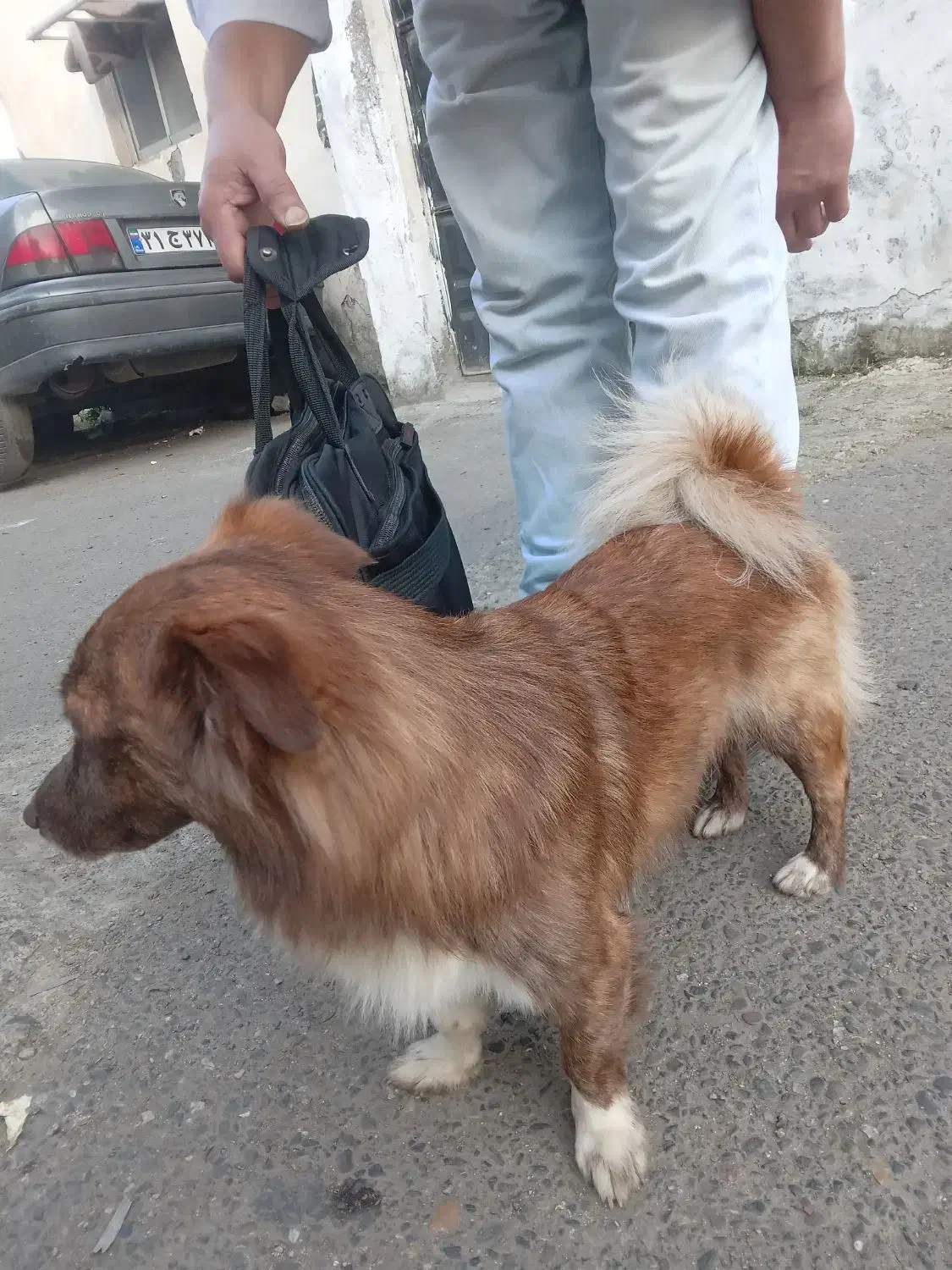 یک عدد سگ فروشی هستش|سگ|رشت, حمیدیان|دیوار