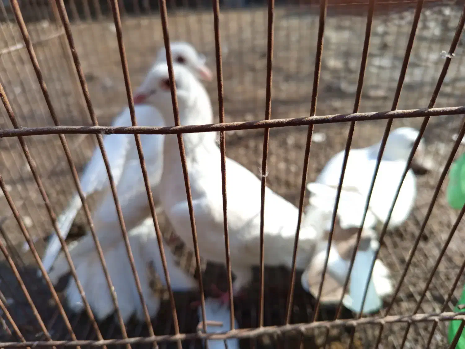 کبوتر|پرنده|فاضل آباد, |دیوار