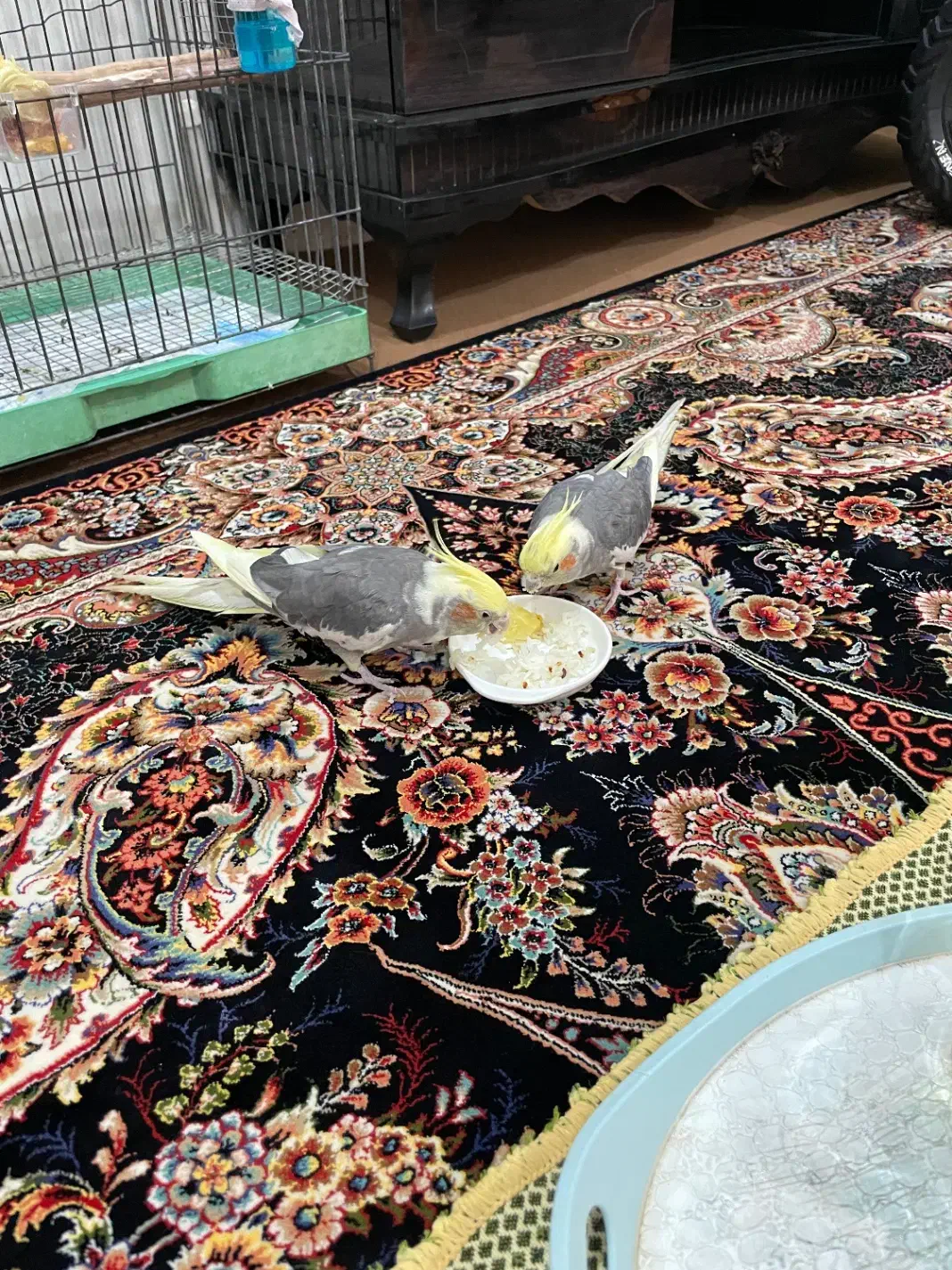 جفت دستی سخنگو|پرنده|بافق, |دیوار