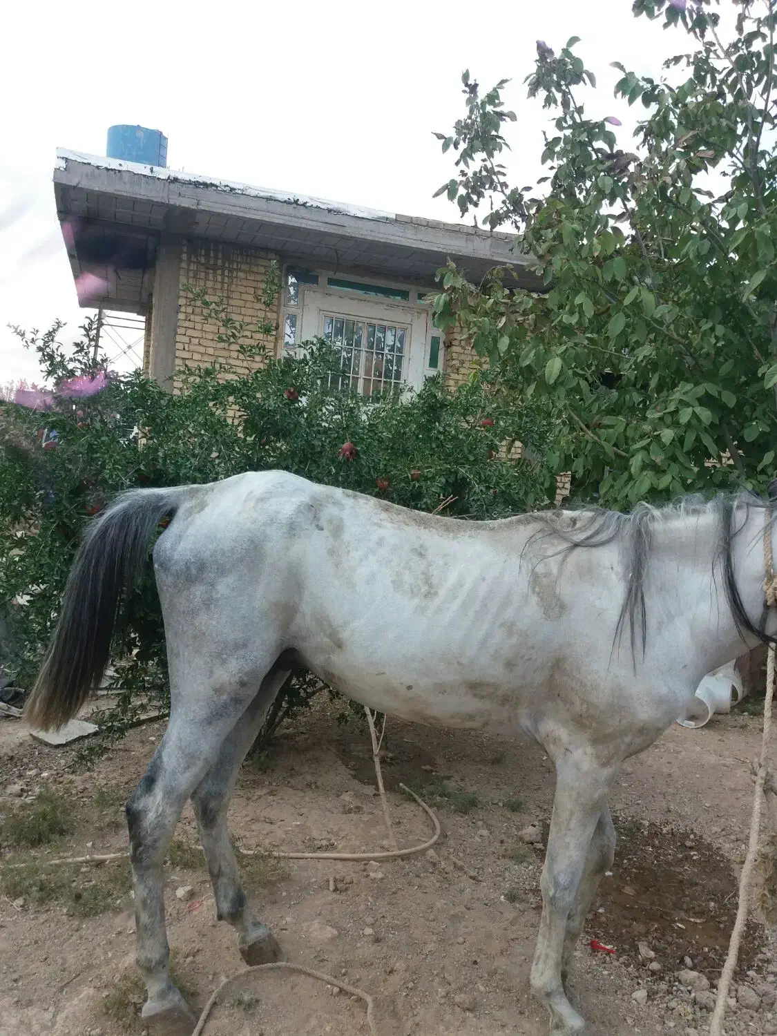 اسب نریون ذره شوری|اسب و تجهیزات اسب‌سواری|شیراز, حسن آباد|دیوار