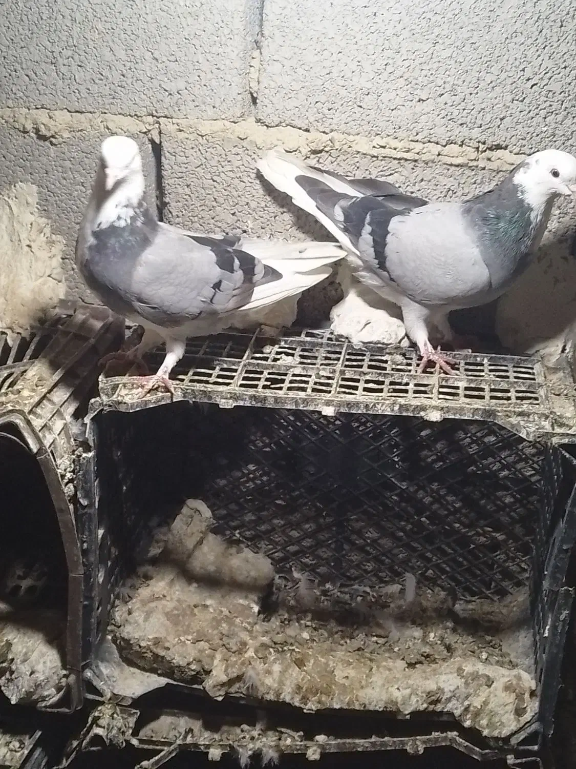 ۵ عدد کبوتر خوب ۱۲۰۰۰|پرنده|ملکان, |دیوار