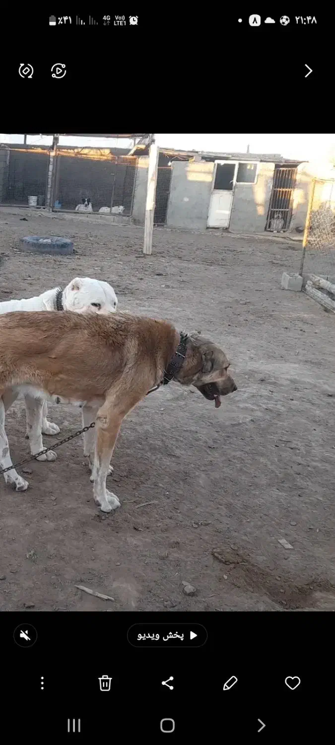 گمشده یک عدد سگ ماده زرد رنگ قلاده داره|حیوانات|سبزوار, کهنه آب|دیوار