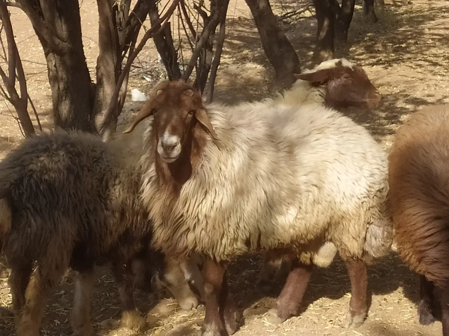 قوچ افشار|حیوانات مزرعه|خانمیرزا, |دیوار