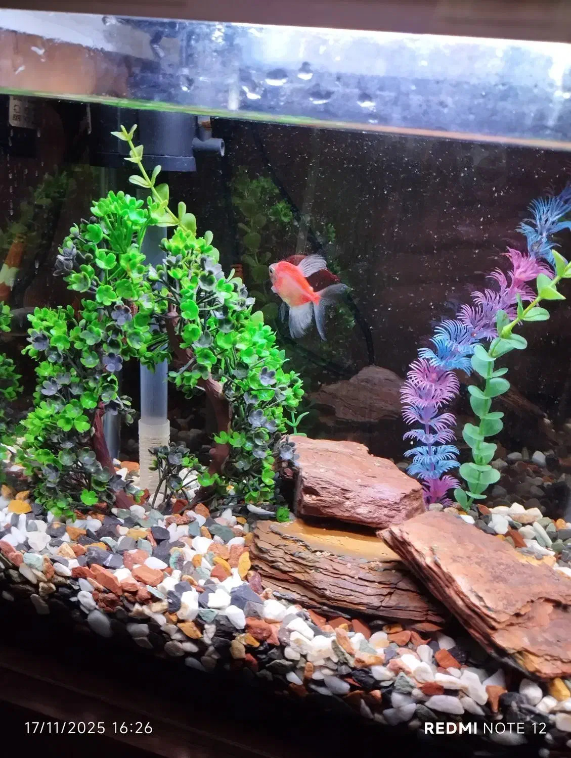 اکواریوم ماهی|ماهی|کرمان, |دیوار