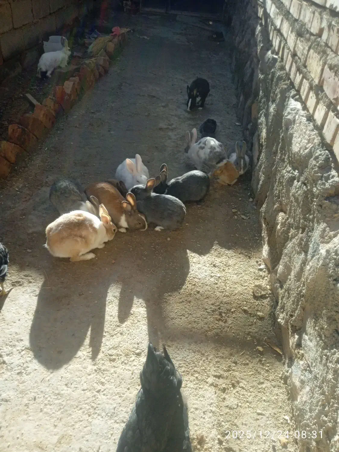 خرگوش|موش و خرگوش|قهستان, |دیوار