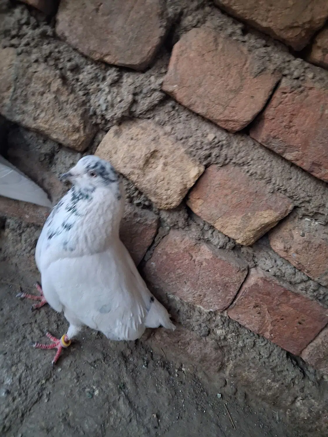کفتر|پرنده|ساوه, |دیوار