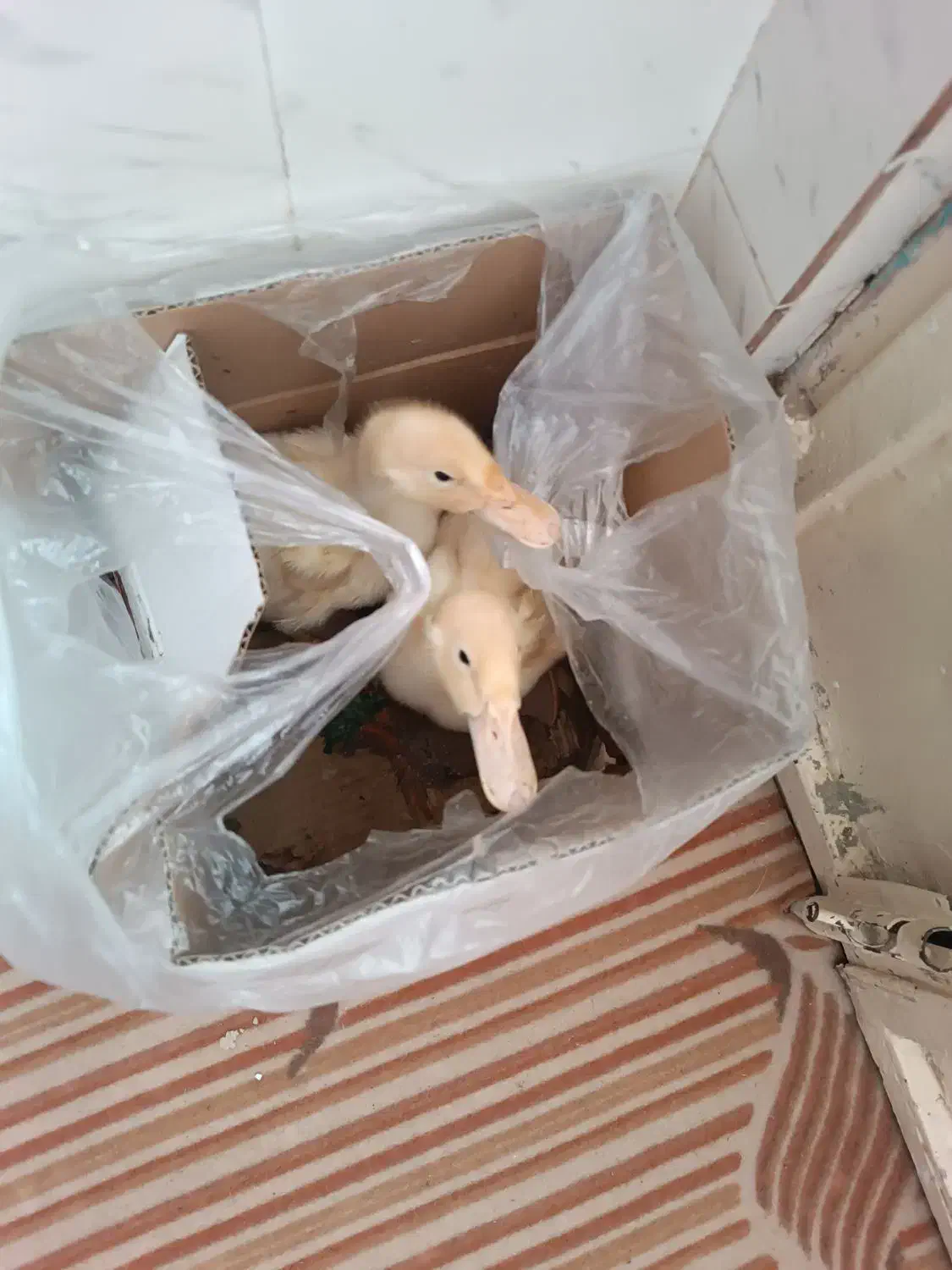 اردک|حیوانات مزرعه|سبزوار, غرب نیروگاه|دیوار