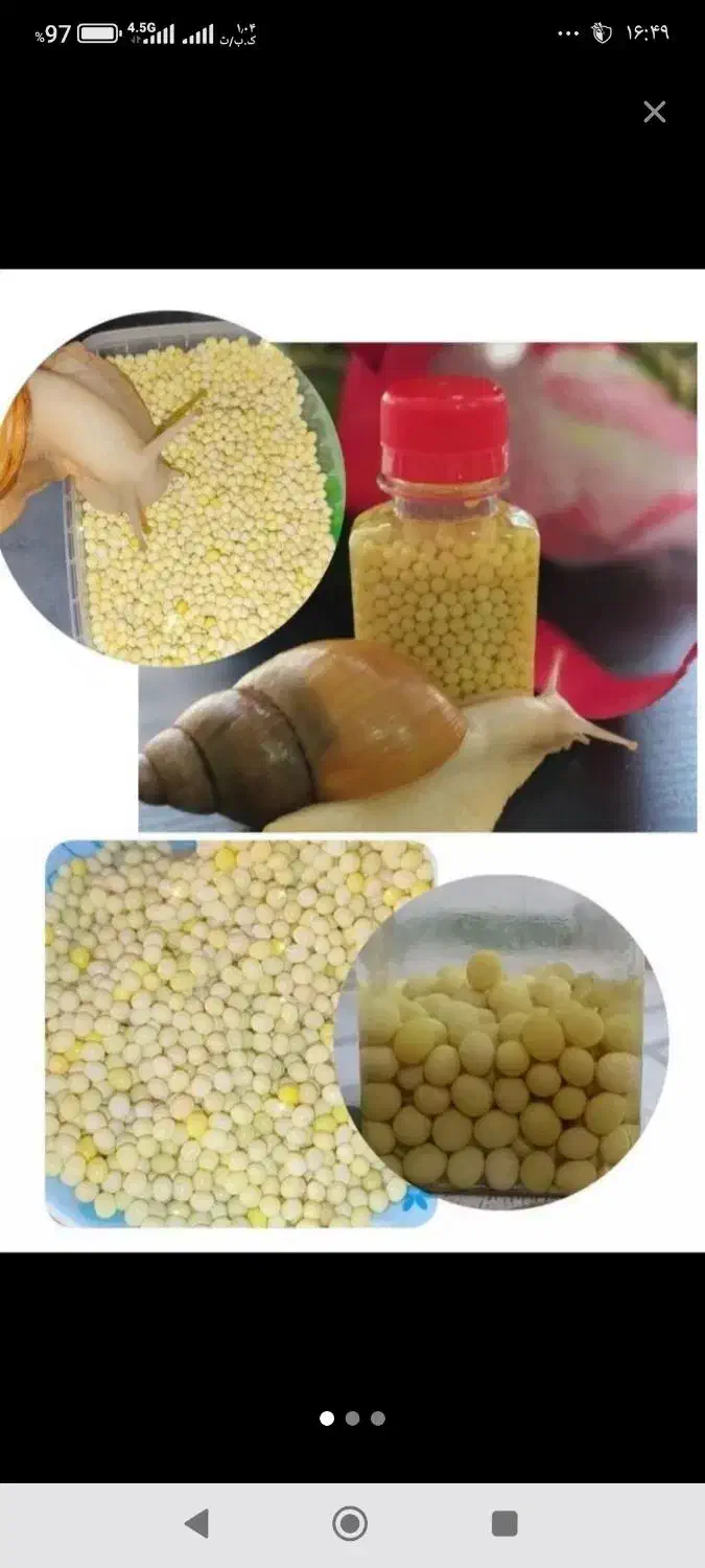 حلزون تخم گذار|خزنده|کرمانشاه, |دیوار