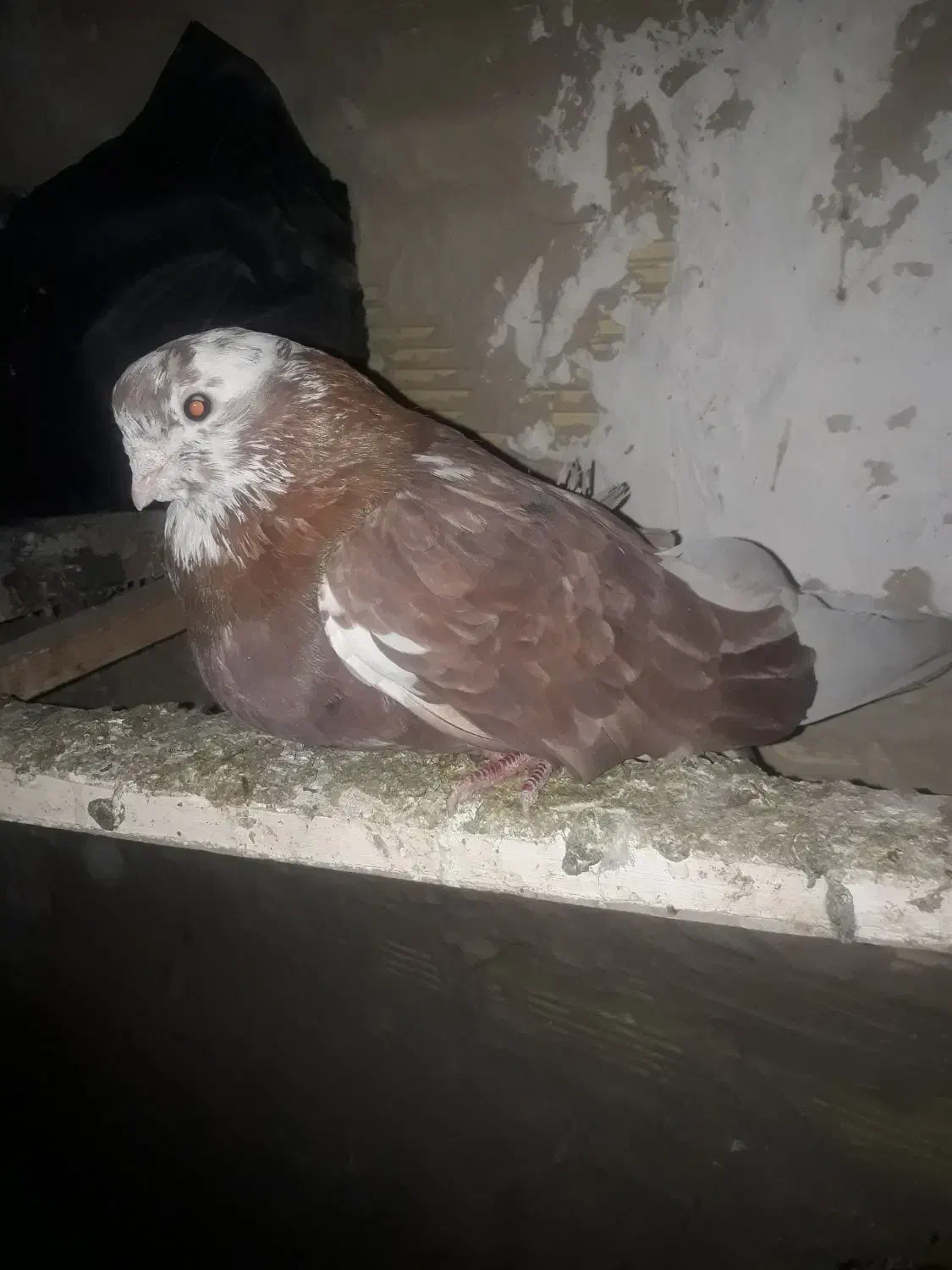 کبوتر پرشی سرور نوک جم|پرنده|گلستان (تهران), |دیوار