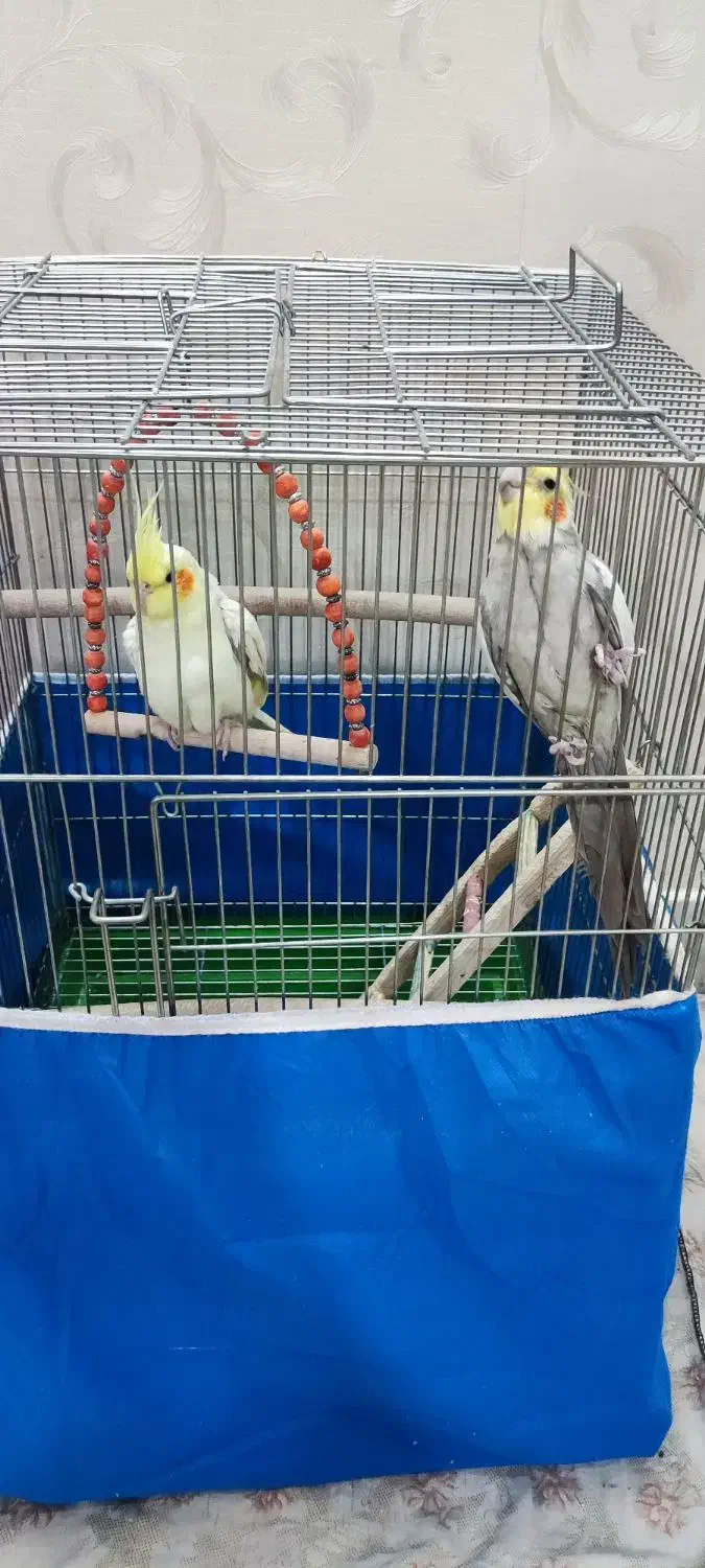 عروس هلندی مولد|پرنده|خمینیشهر, |دیوار