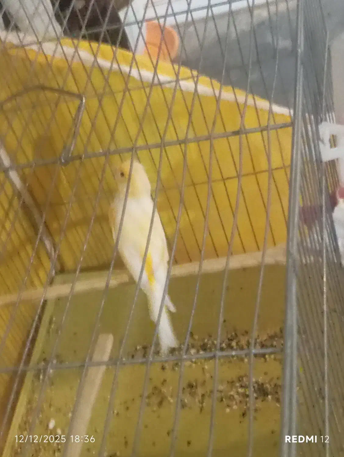 قناری نر ماده|پرنده|قصرشیرین, |دیوار