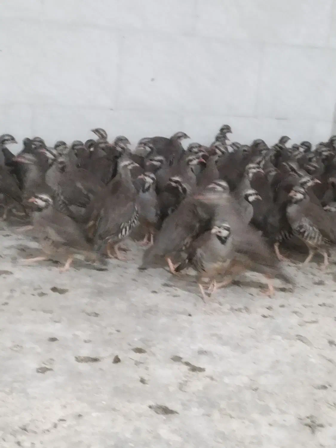 پرنده زینتی|پرنده|اهواز, غیزانیه|دیوار