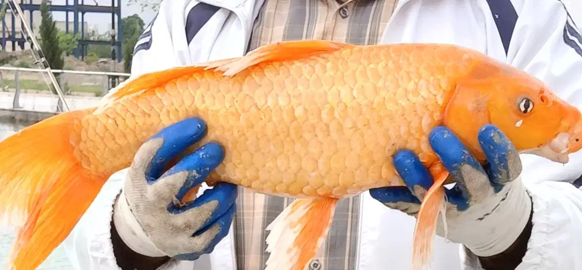 فروش ماهی کوی سایز|ماهی|خرم‌آباد, |دیوار