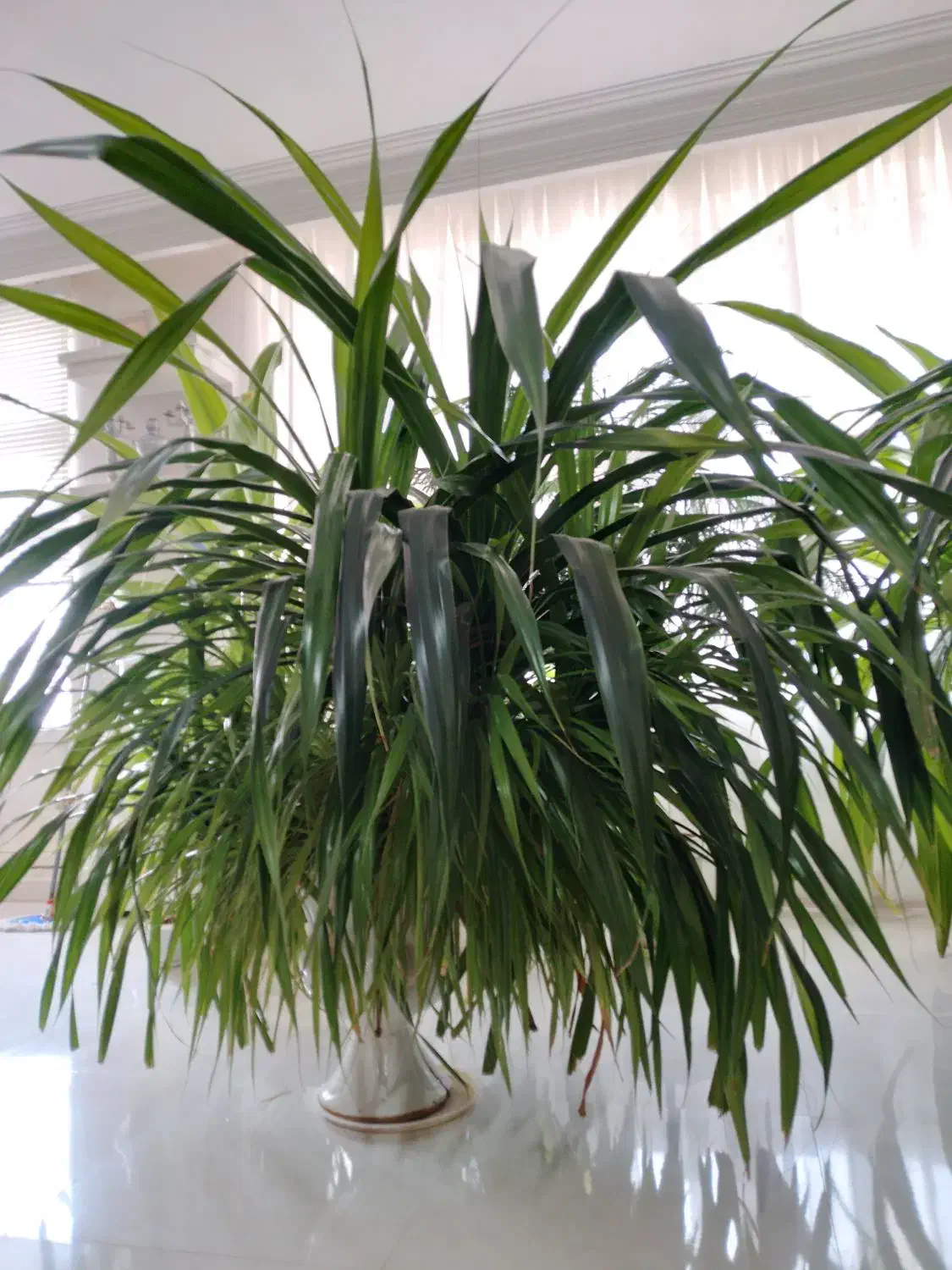 گلهای بزرگ و شاداب برا سالن های بزرگ|گل و گیاه طبیعی|نیشابور, ده حلاج|دیوار