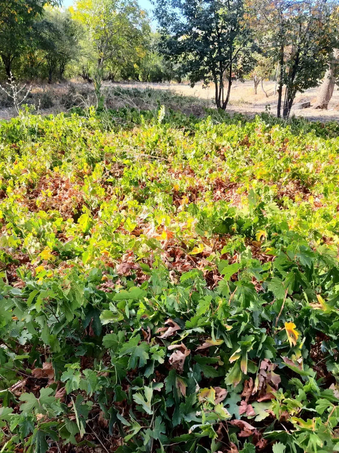 گل وگیاه|خدمات باغبانی و درختکاری|سروآباد, |دیوار