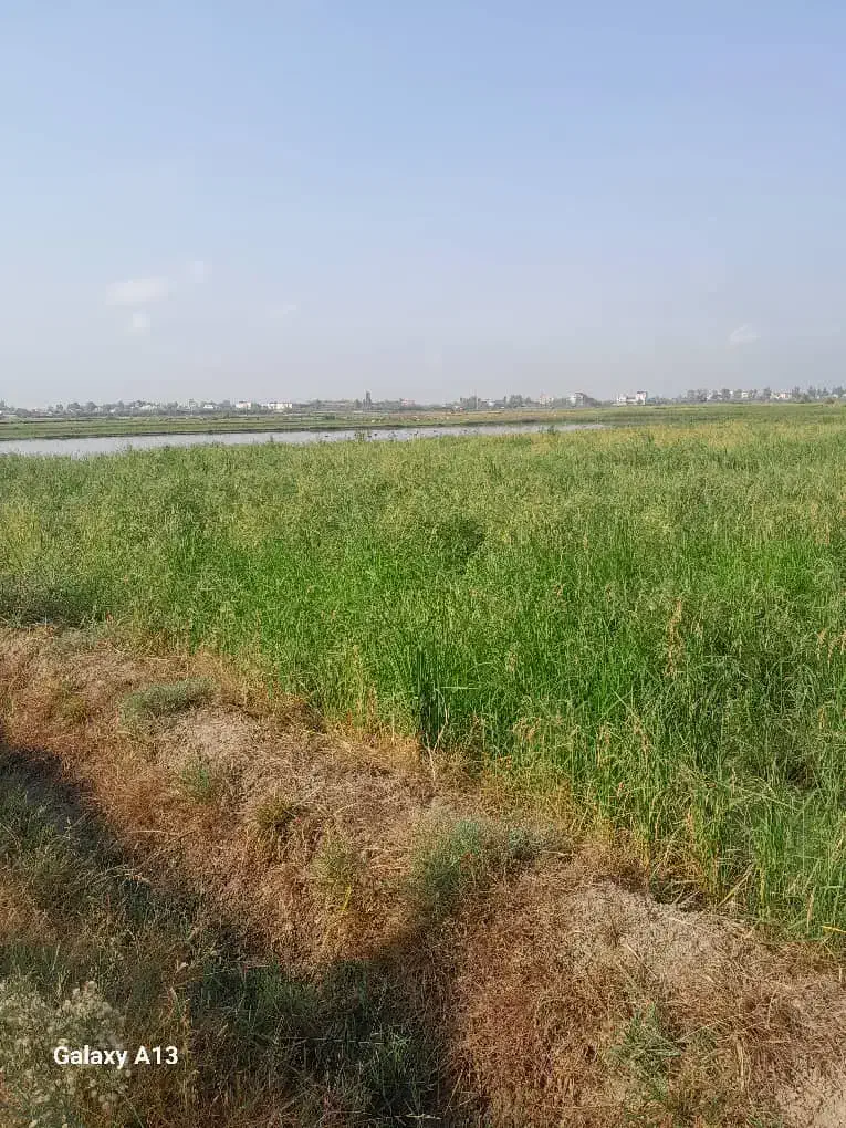 شالیزار|فروش دفتر صنعتی، کشاورزی، تجاری|کیاکلا, |دیوار