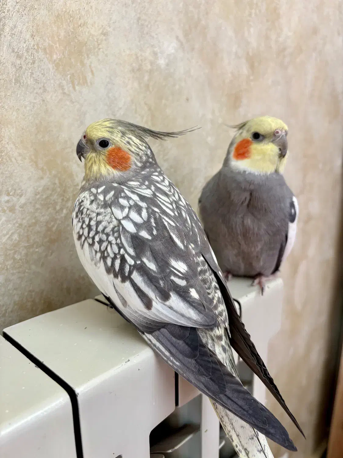 پرنده عروس هلندی گمشده ۱۰ میلیون مژدگانی|حیوانات|تهران, مجیدیه|دیوار