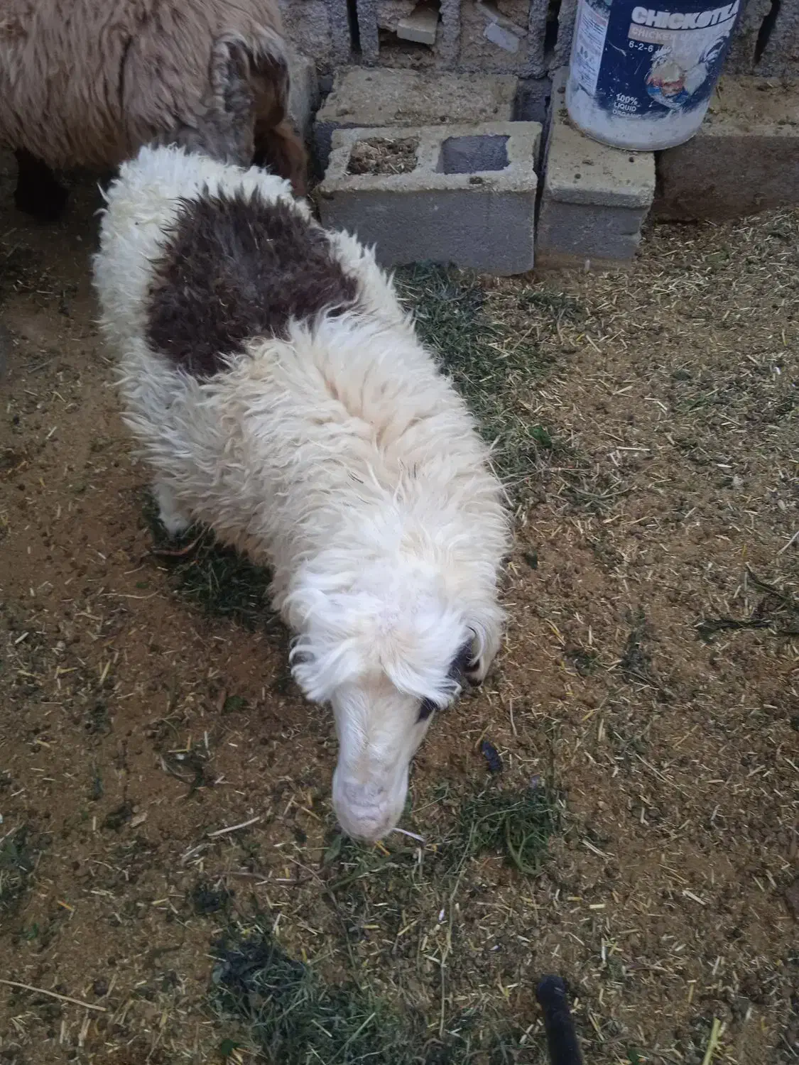 فروش بره نر نژاد شیرازی سر حال و درجه یک|حیوانات مزرعه|نیریز, |دیوار