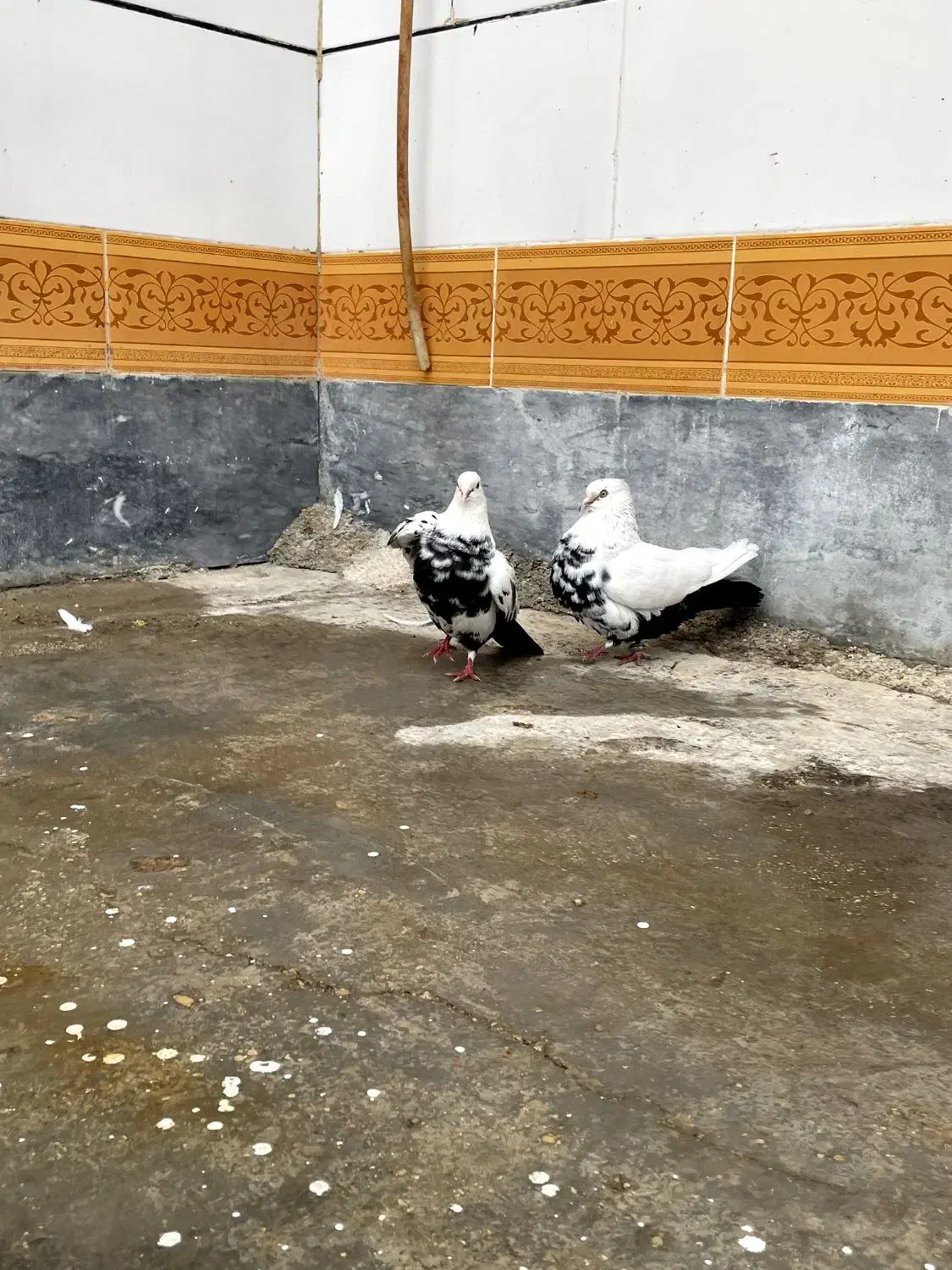 دمسیاه|پرنده|اهواز, کوی آغاجاری|دیوار