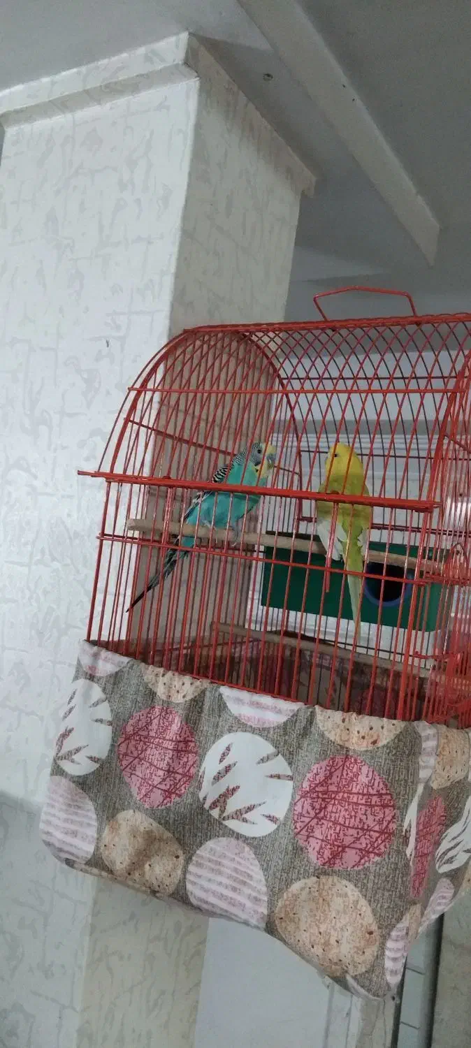 مرغ عشق مولد|پرنده|پردیس, فاز ۴|دیوار