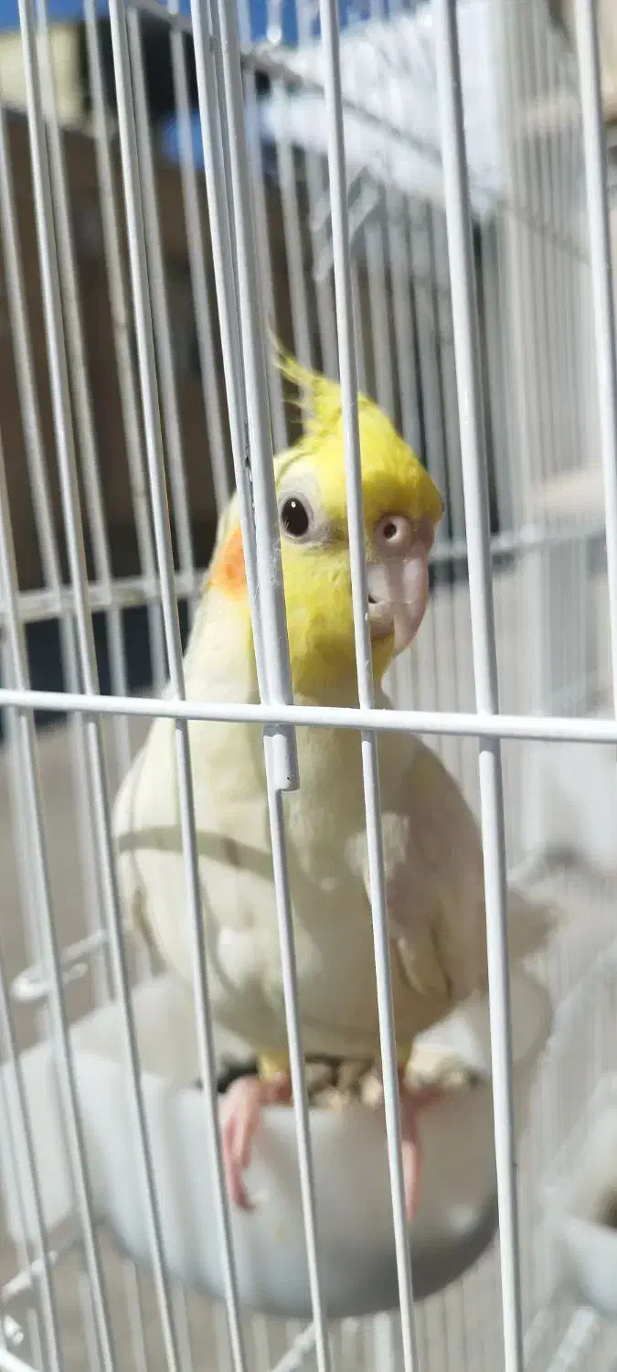 عروس هلندی گمشده|حیوانات|سنقر, |دیوار