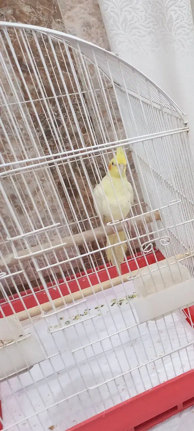 پرنده هلندی|پرنده|اندیمشک, |دیوار