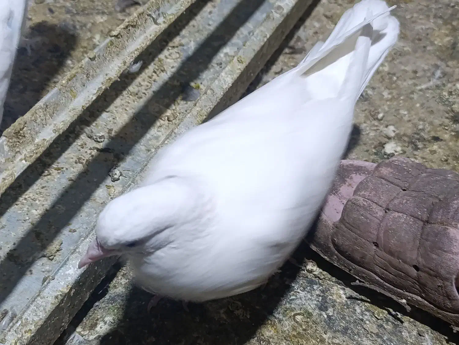 کفتر زینتی|پرنده|قم, نیروگاه|دیوار