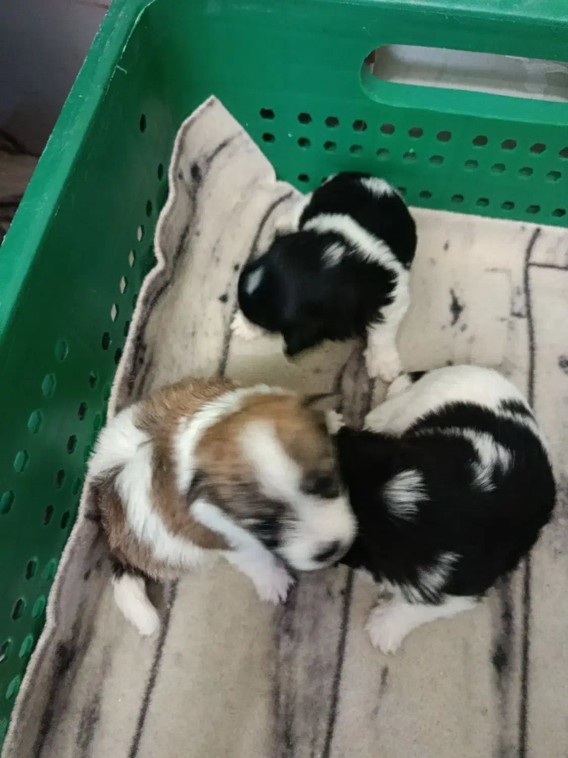 شیتزو خالص زیر قیمت فوری|سگ|تبریز, |دیوار