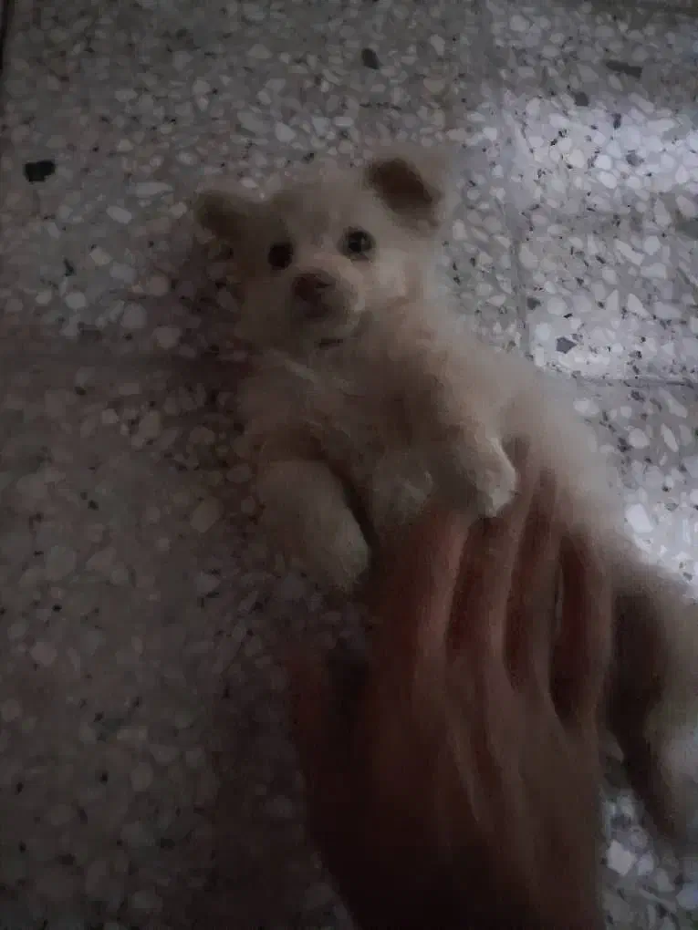 سگ پامر|سگ|خمینی‌شهر, |دیوار