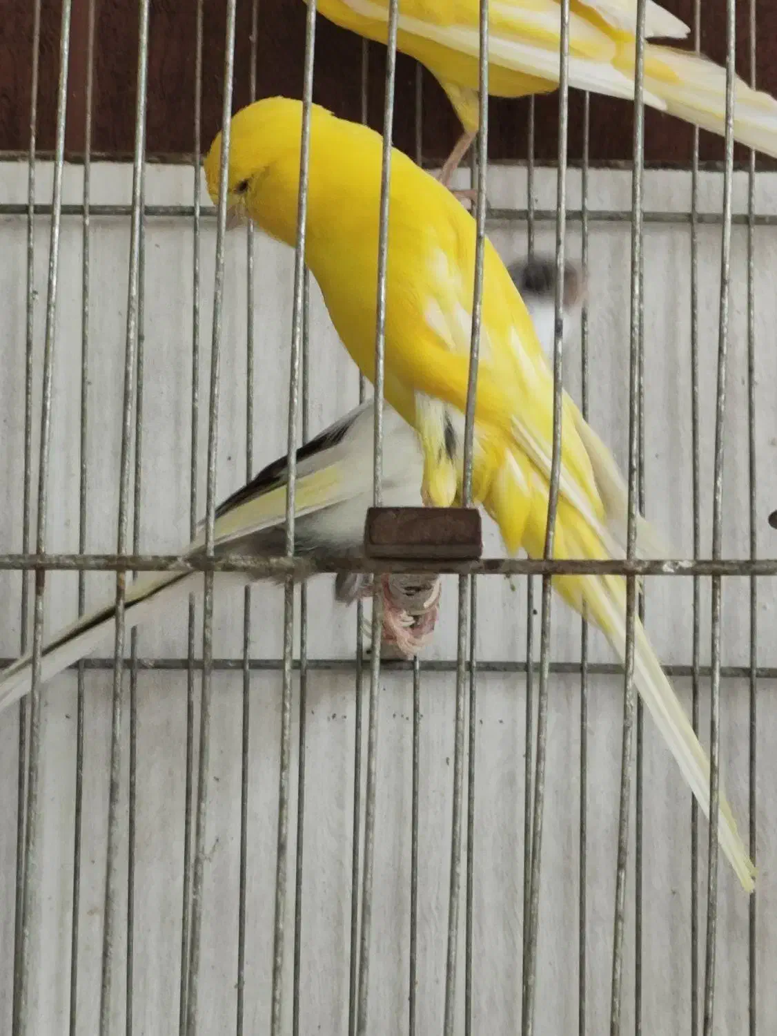 قناری رسمی بلند ماده|پرنده|باغستان, |دیوار