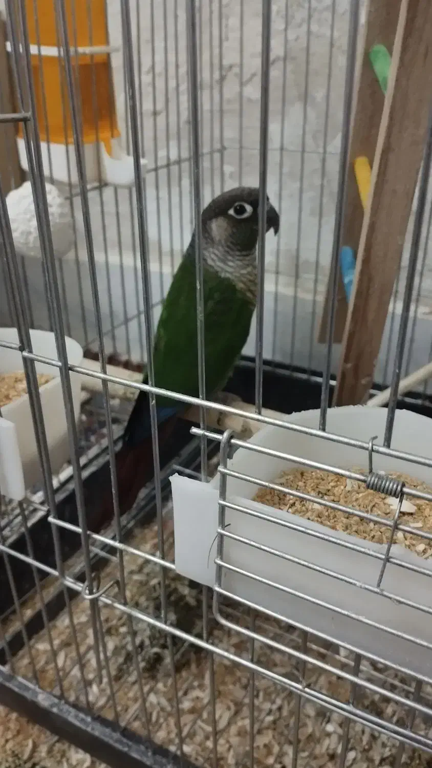 گرینچیک|پرنده|یزد, |دیوار