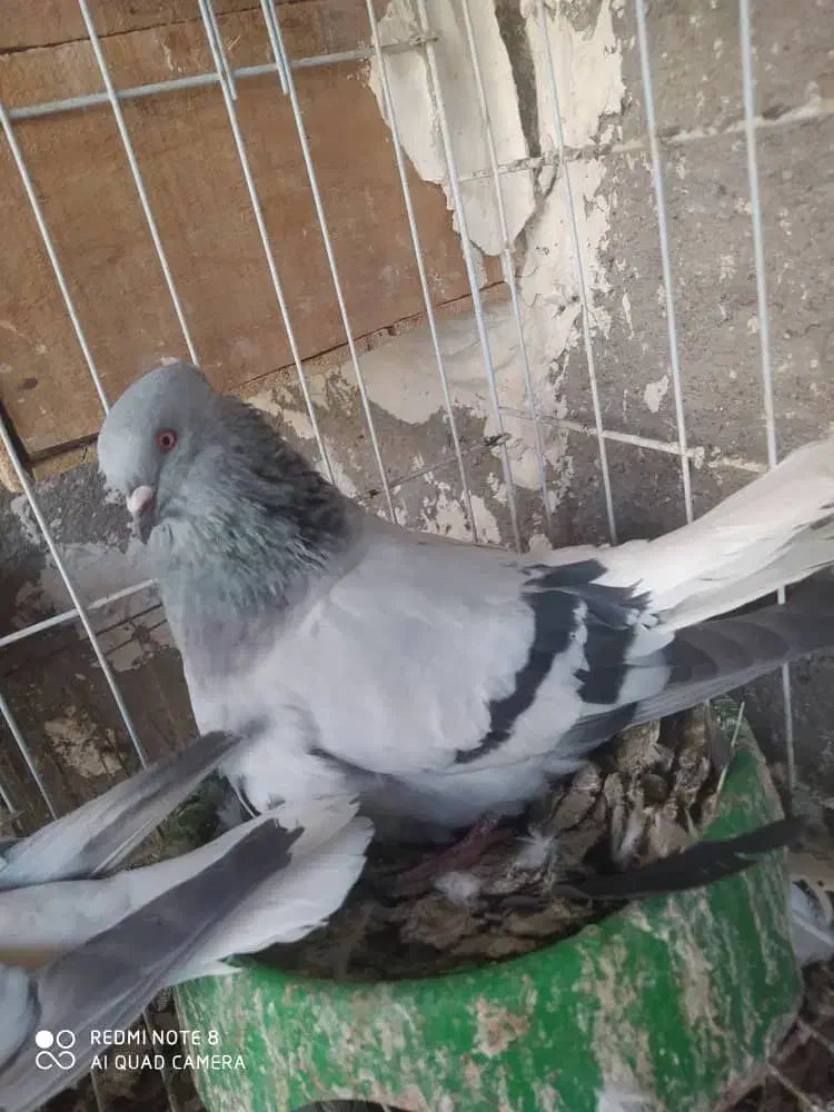 سبز دمب سفید نر و ماده|پرنده|گتوند, |دیوار