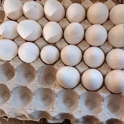 فروش تخم بوقلمون تازه فوری|خوردنی و آشامیدنی|مرودشت, ژیان|دیوار