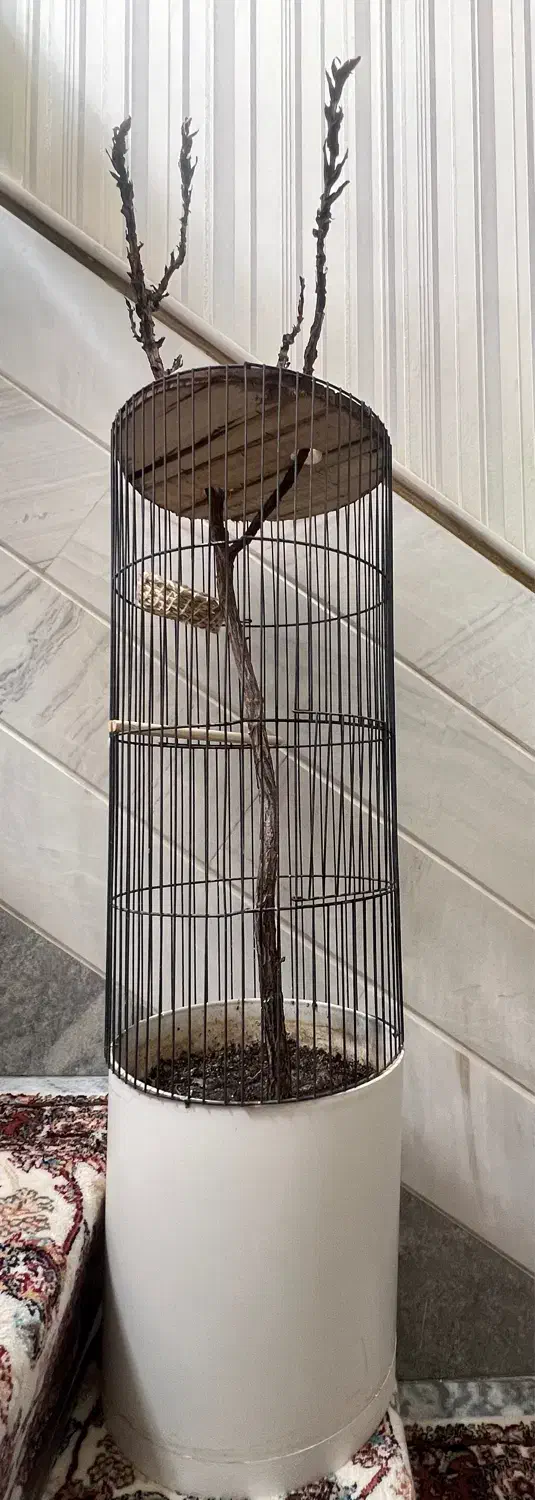 قفس گلدونی فوری|گل و گیاه طبیعی|قم, قم نو|دیوار