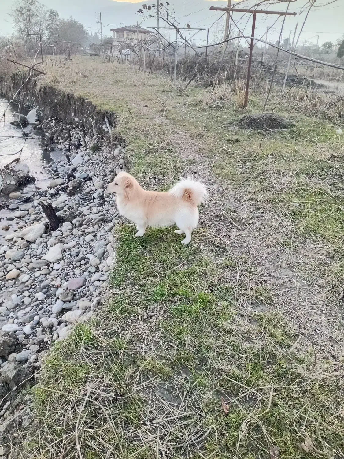 سگ سگ|سگ|چالوس, |دیوار