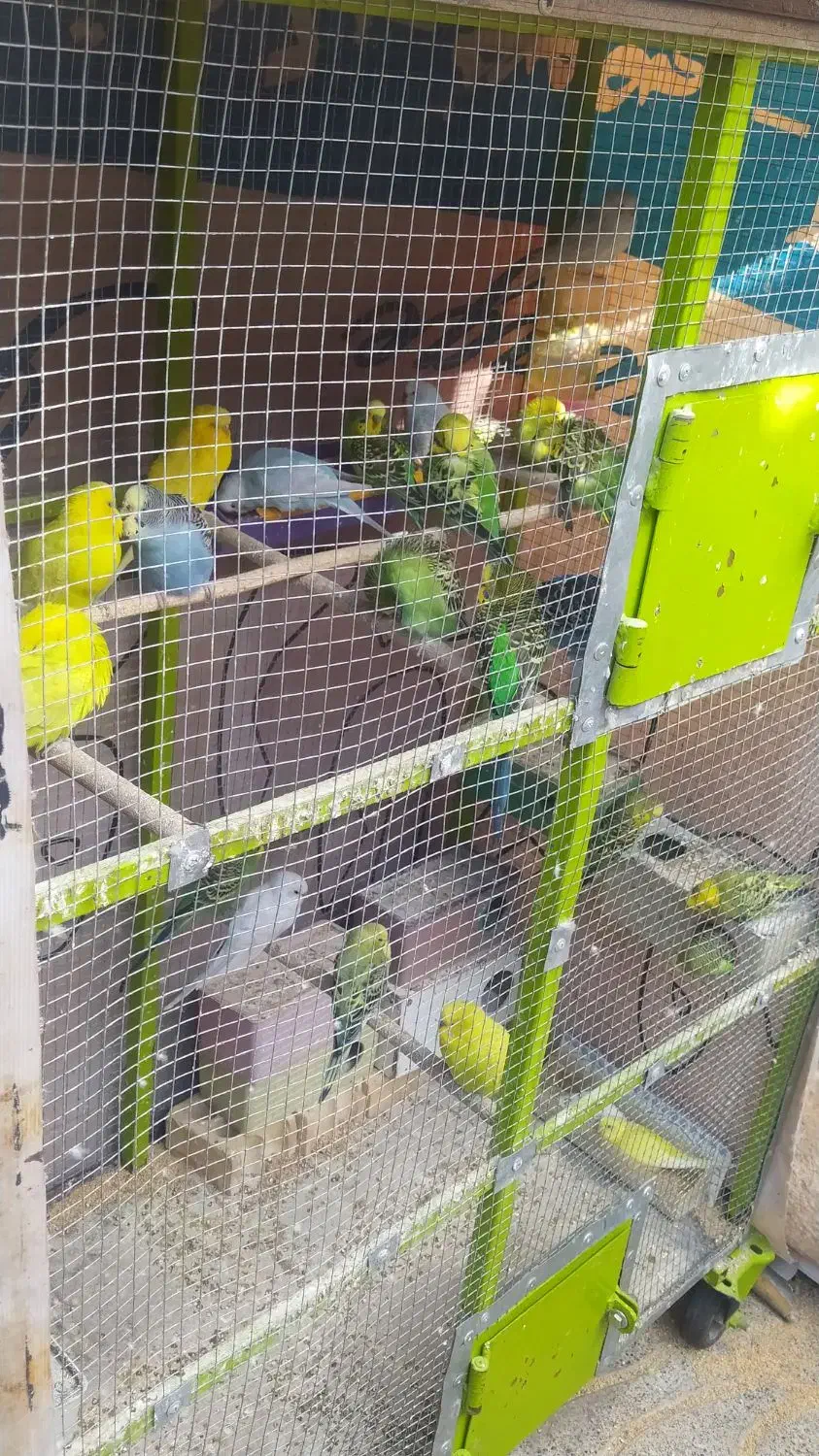 مرغ عشق|پرنده|مرودشت, فرهنگ|دیوار