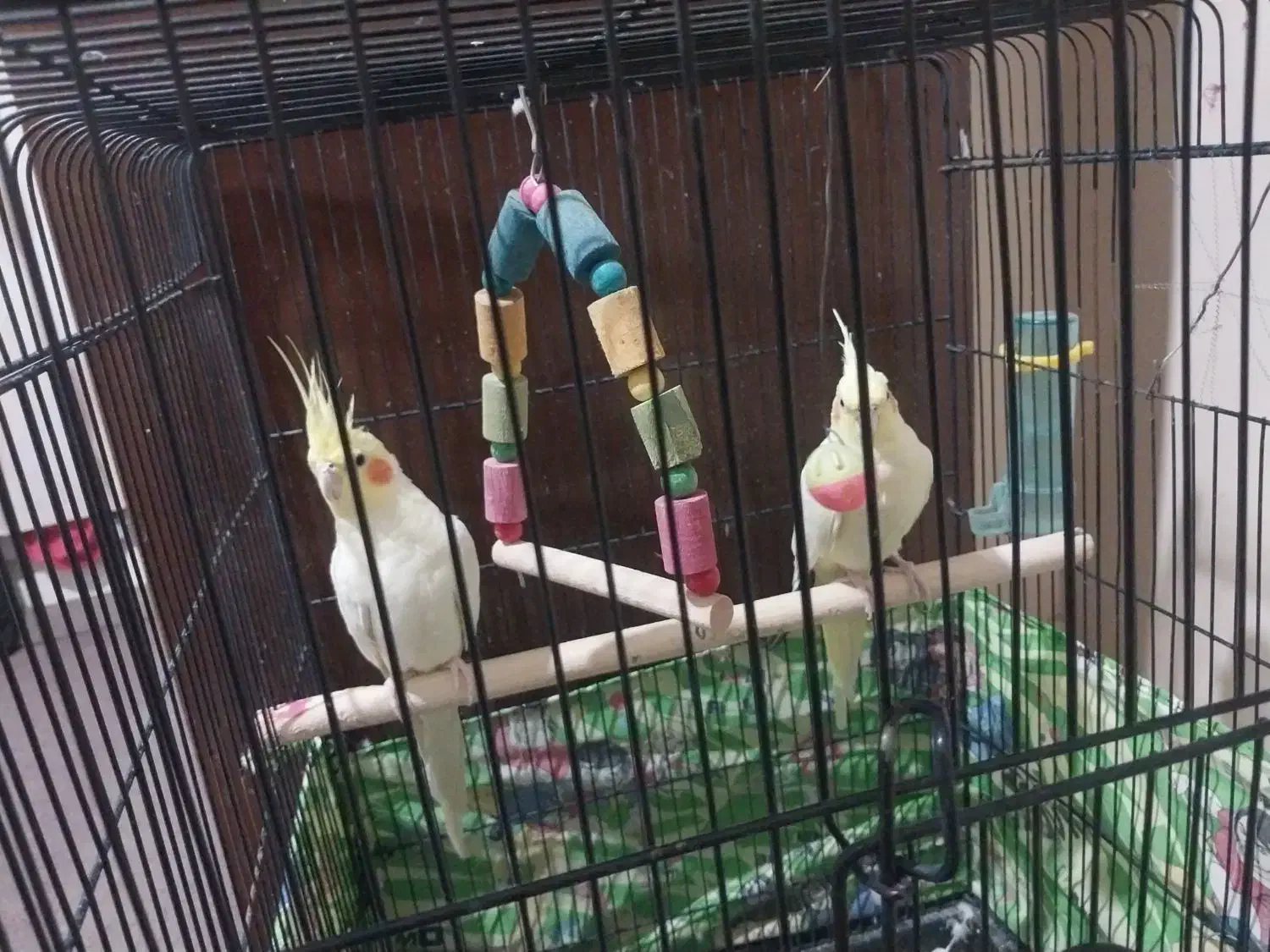 یک جفت هلندی|پرنده|تهران, مقدم|دیوار