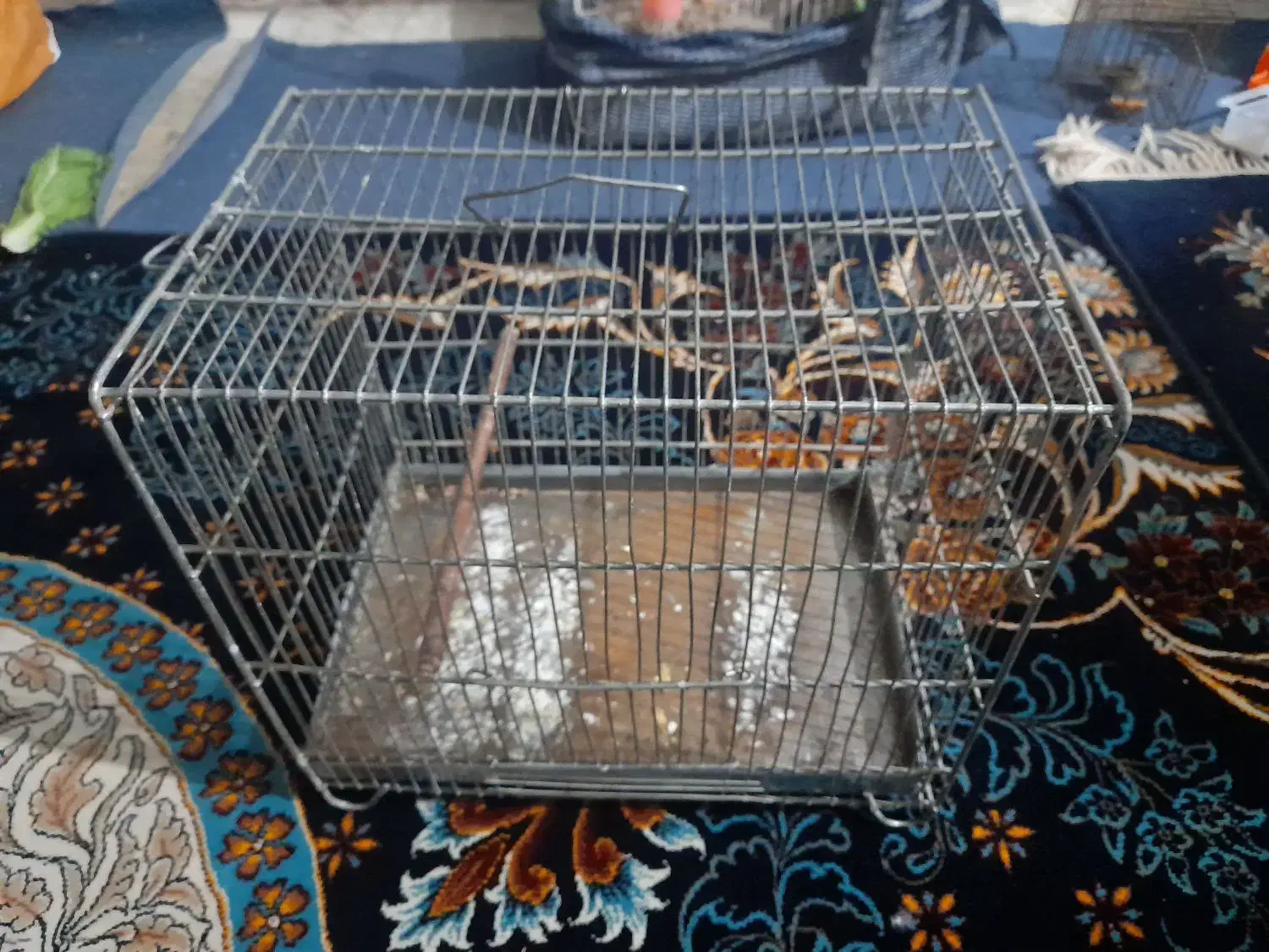 مرغ عشق مولد|پرنده|اندیمشک, |دیوار