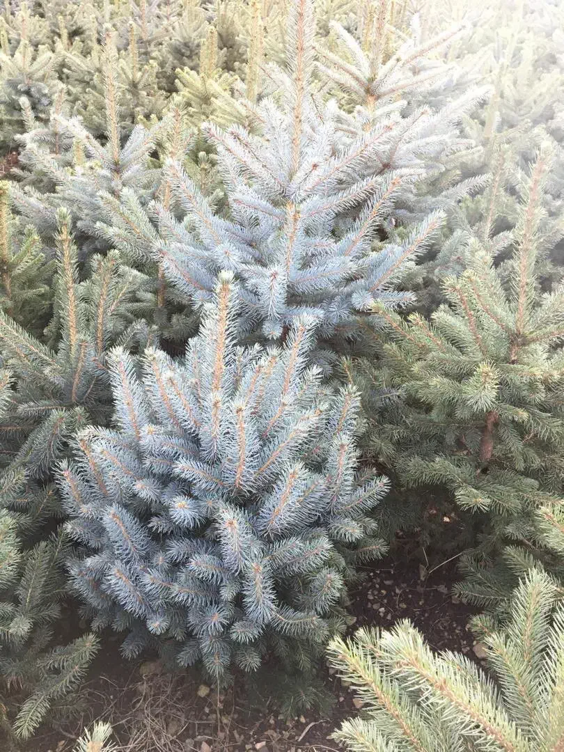 خرید و فروش انواع نهال کاج نوئل ابی ابی اس|خدمات باغبانی و درختکاری|کلاردشت, |دیوار